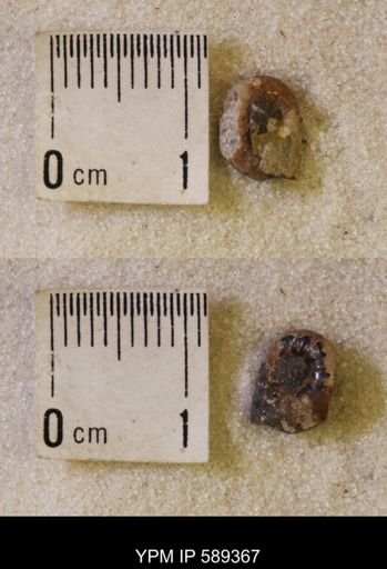 undet. Scaphitidae