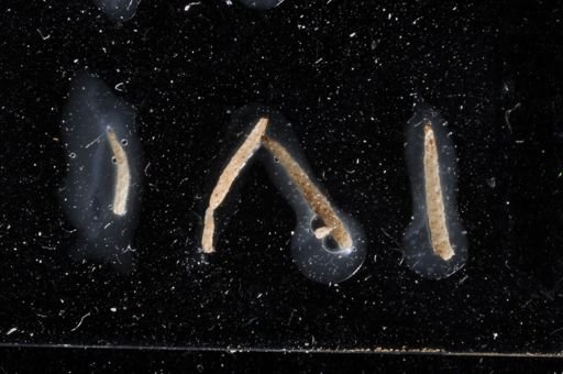 Cellaria mandibulata