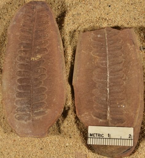 Pecopteris