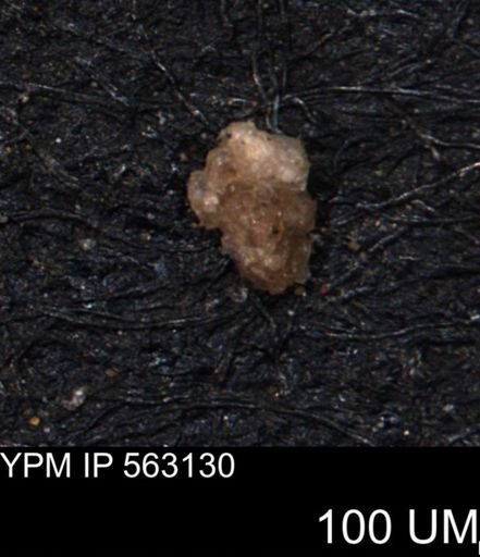 Verneuilina canadensis