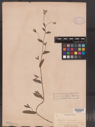 Myosotis laxa