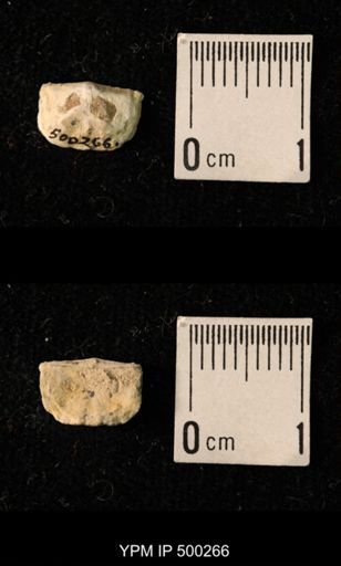 Mesolobus mesolobus decipiens