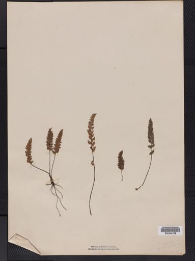 Cheilanthes