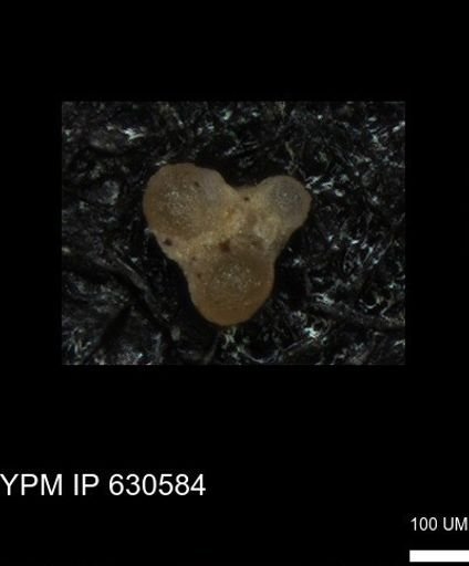 undet. Foraminiferida