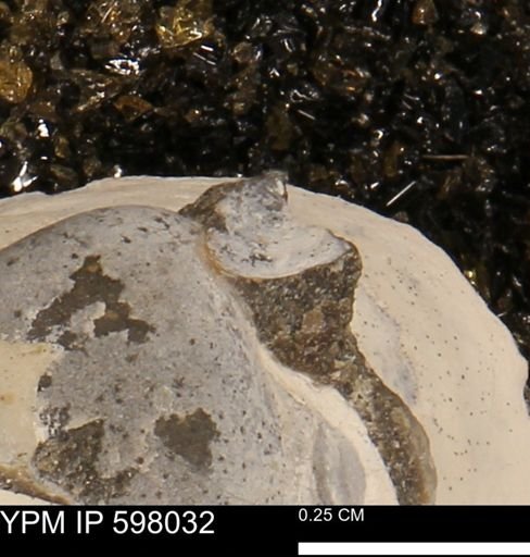 Protocardia?