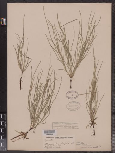 Equisetum arvense