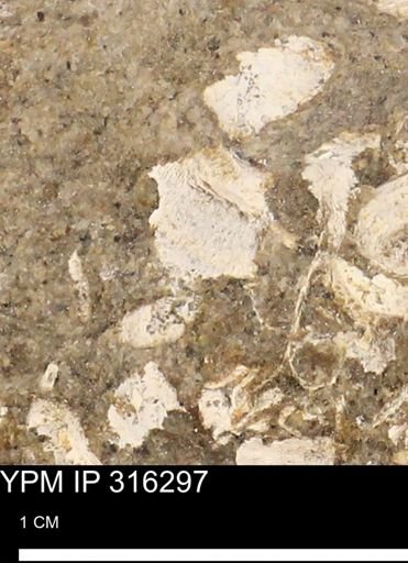 undet. Mollusca