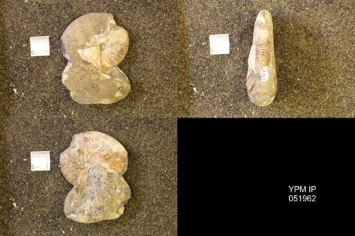 Hoploscaphites comprimus