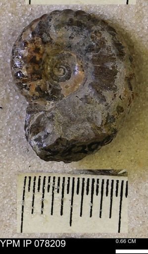 Hoploscaphites comprimus