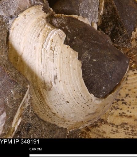 Limopsis striatopunctatus