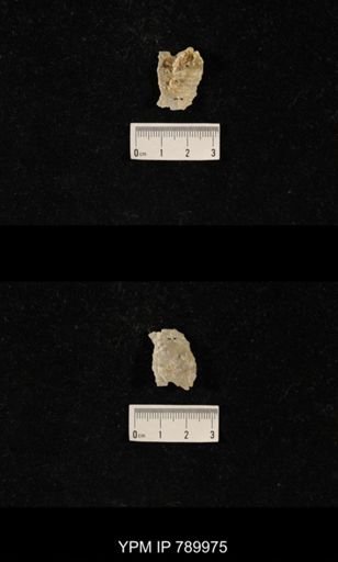 Leptodus sp.