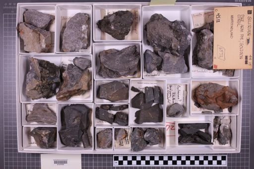 mixed taxa, stratigraphic collection