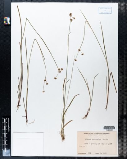 Juncus marginatus