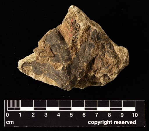 Lygodium
