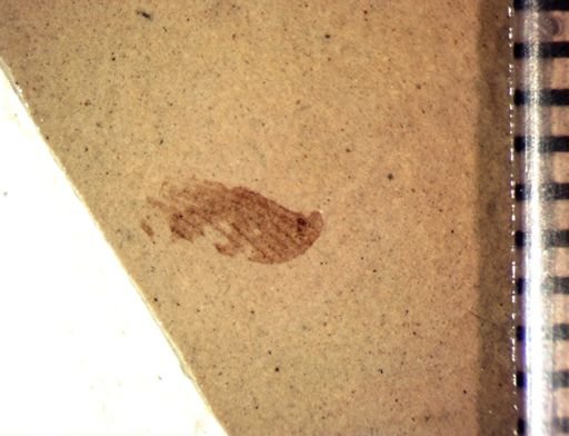 undet. Insecta