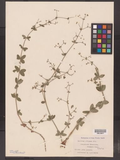 Galium pilosum