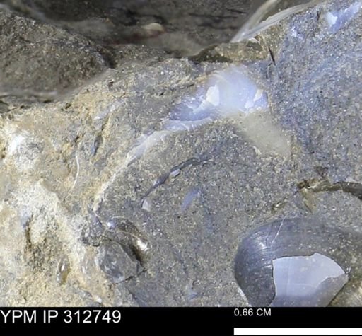 undet. Bivalvia