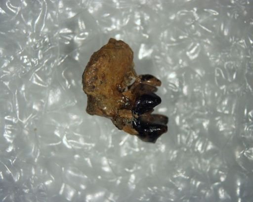 Eudaemonema sp.