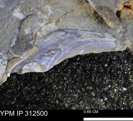 undet. Bivalvia
