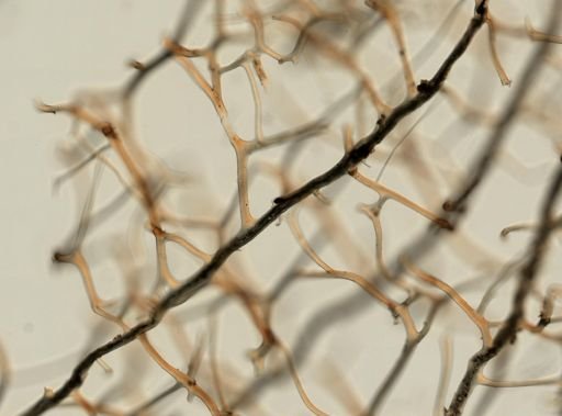 Dysidea spinosa
