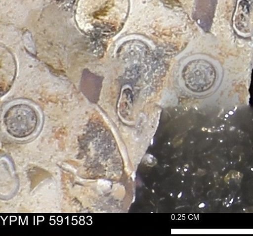 Serpulidae