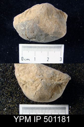Linoproductus sp.