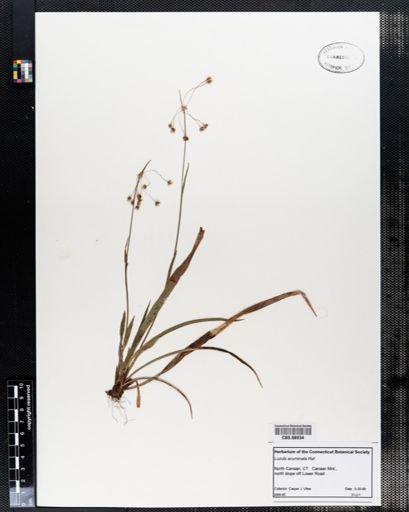 Luzula acuminata