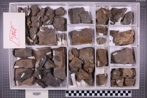 mixed taxa, stratigraphic collection