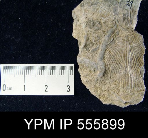 undet. Brachiopoda