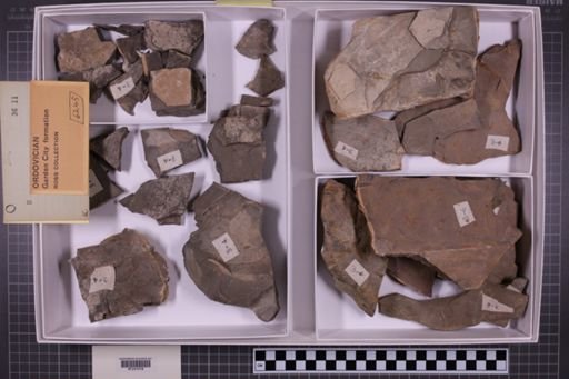 mixed taxa, stratigraphic collection