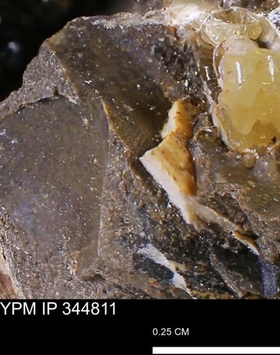 Limopsis striatopunctatus