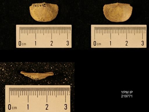 Chonetes granulifer