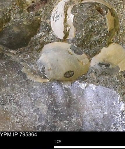 Protocardia?
