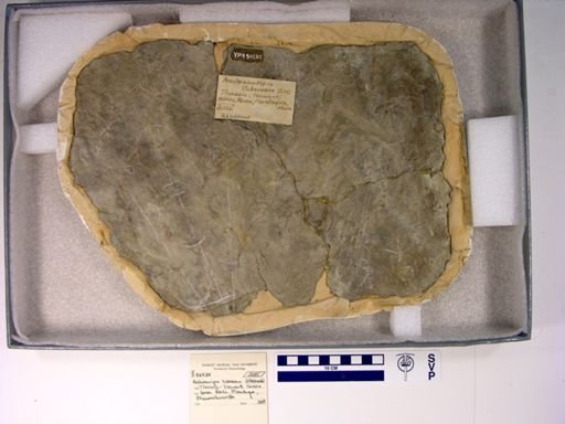 Anchisauripus tuberosus