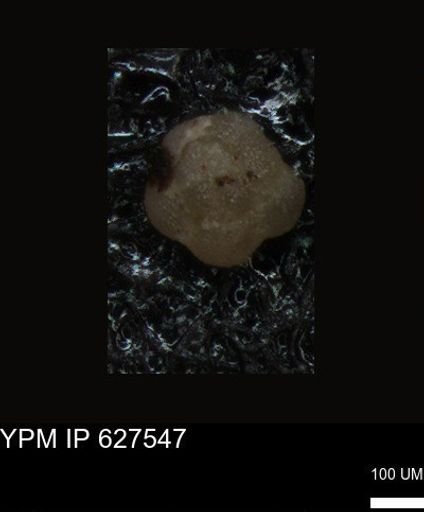undet. Foraminiferida