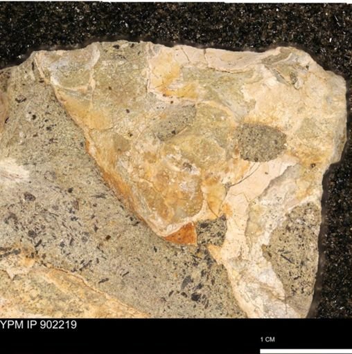 undet. Mollusca
