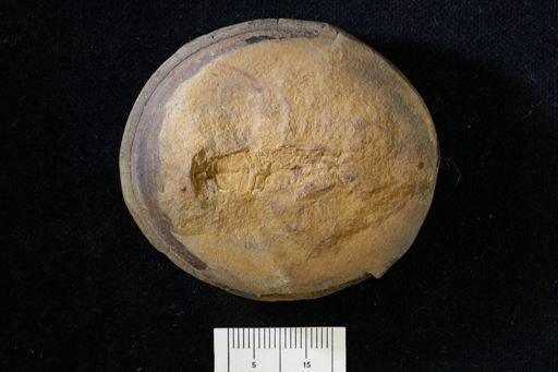Pygocephalus gracilis
