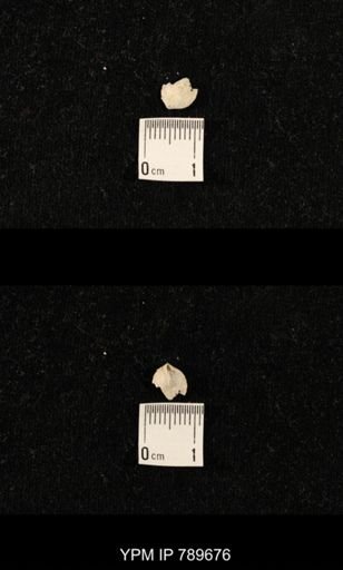 undet. Brachiopoda