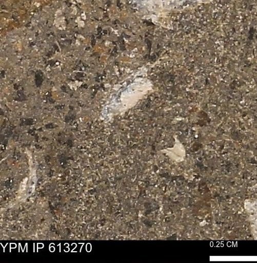 Scaphites sp.