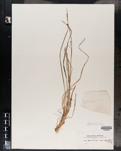 Carex panicea