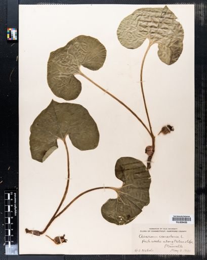 Asarum canadense