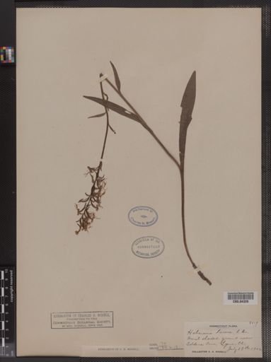 Habenaria lacera