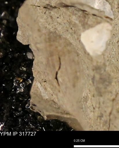 undet. Mollusca