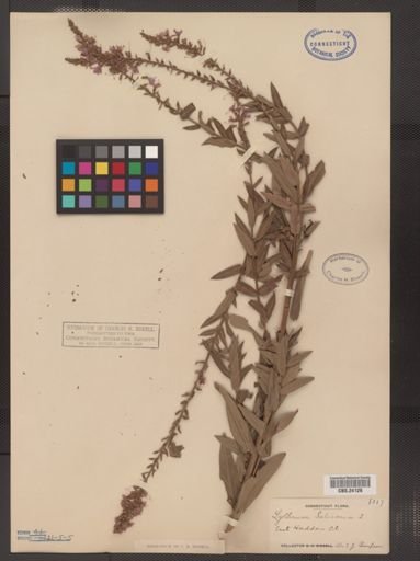 Lythrum salicaria