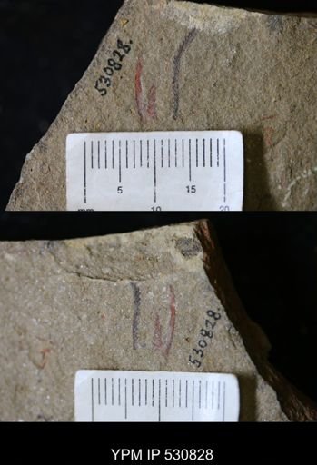 undet. Arthropoda