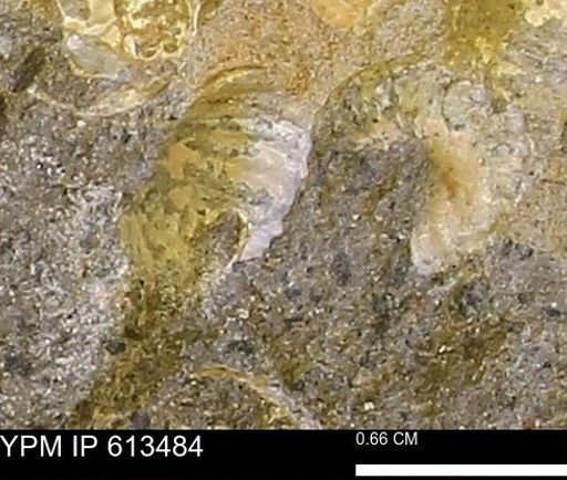 Scaphites sp.