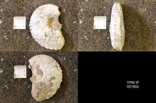 Hoploscaphites comprimus