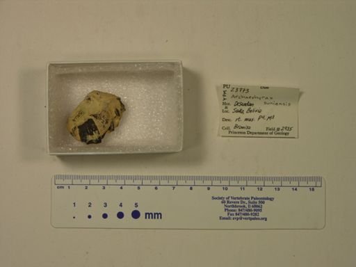 Archaeohyrax suniensis
