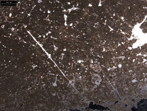 Globigerina cretacea