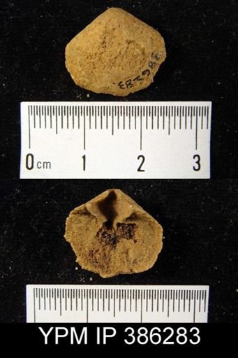 undet. Brachiopoda